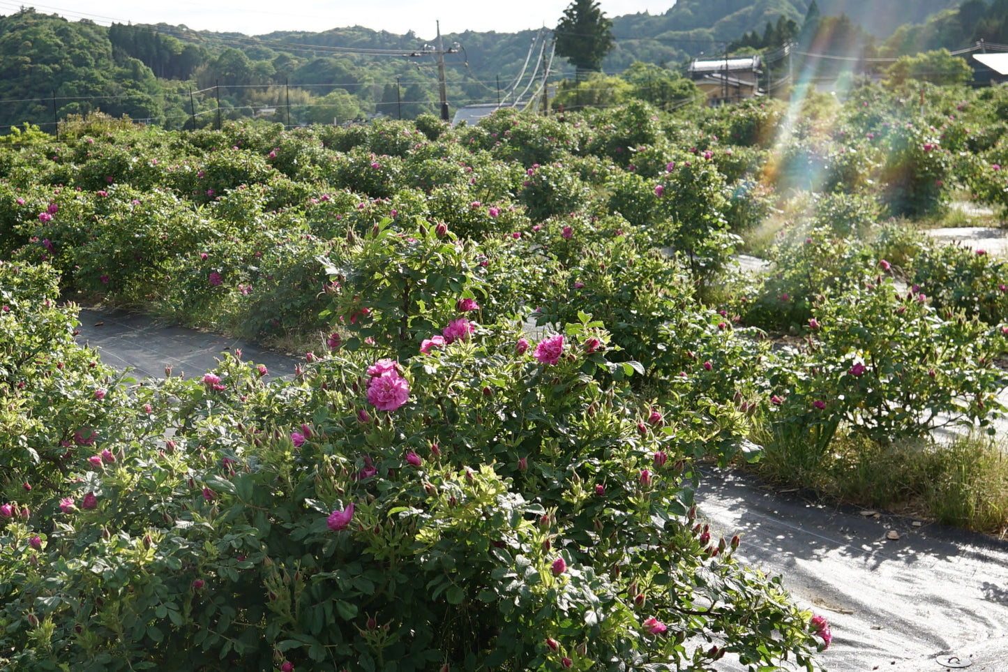 ROSE GARDEN（６缶セット）