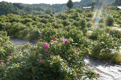 ROSE GARDEN（６缶セット）